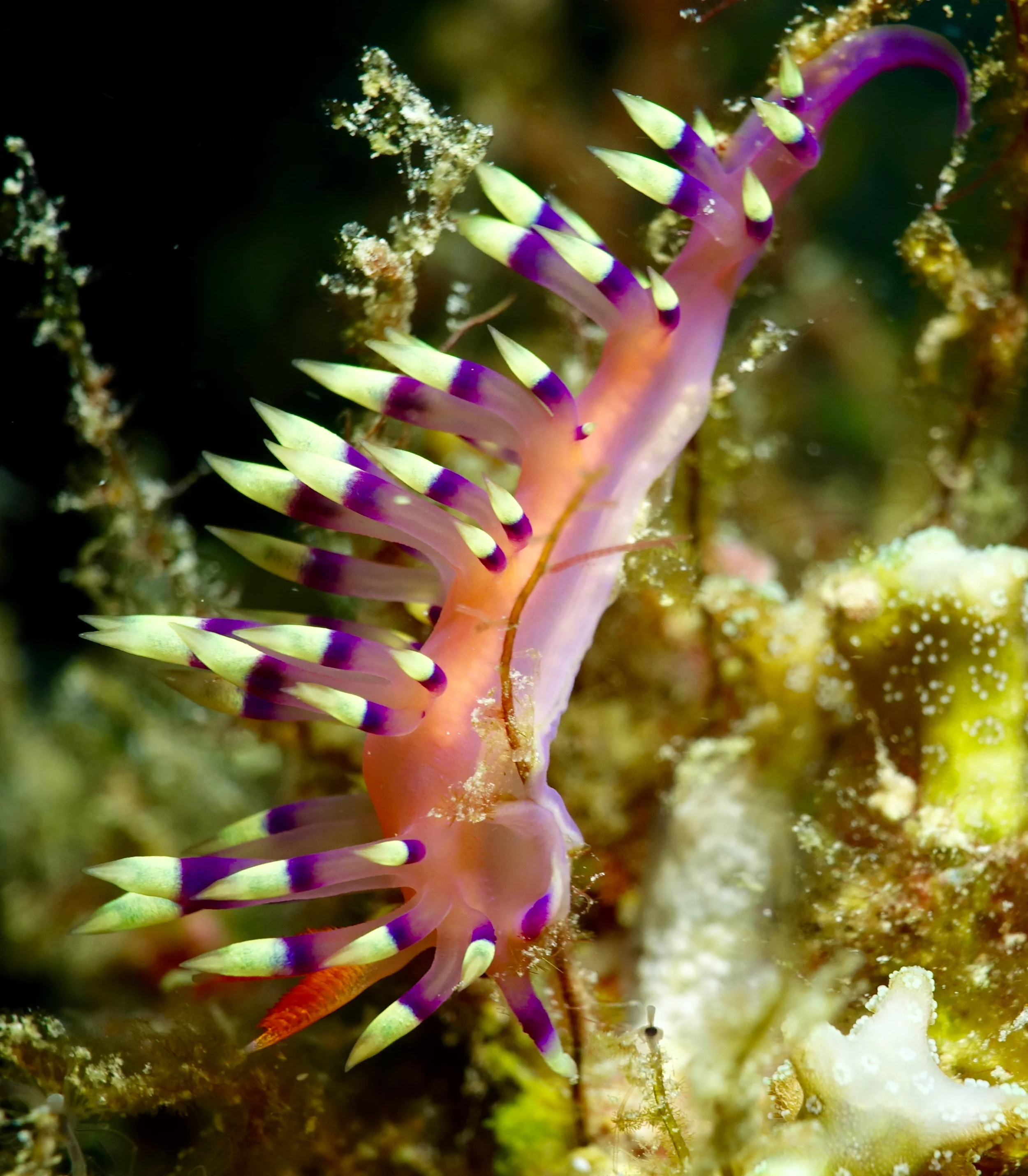 In the footsteps of the original "thinker" on evolution and how it actually happens (survival of the fittest) - Alfred Russell Wallace. &nbsp;16 days in the Banda Sea aboard Seven Seas with underwater pioneer Valerie Taylor.&nbsp;