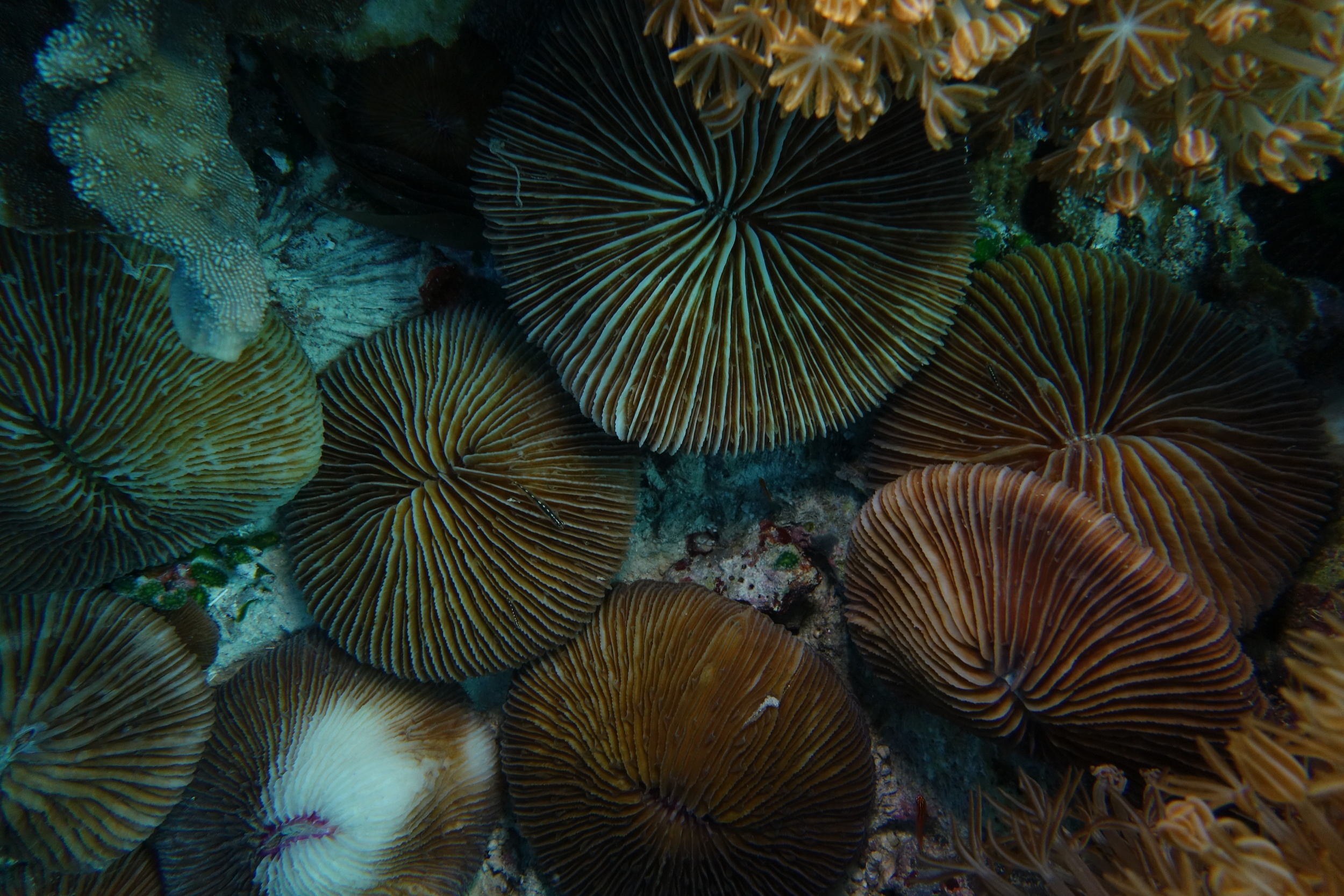 Scattered like copper pennies on the reef slope...