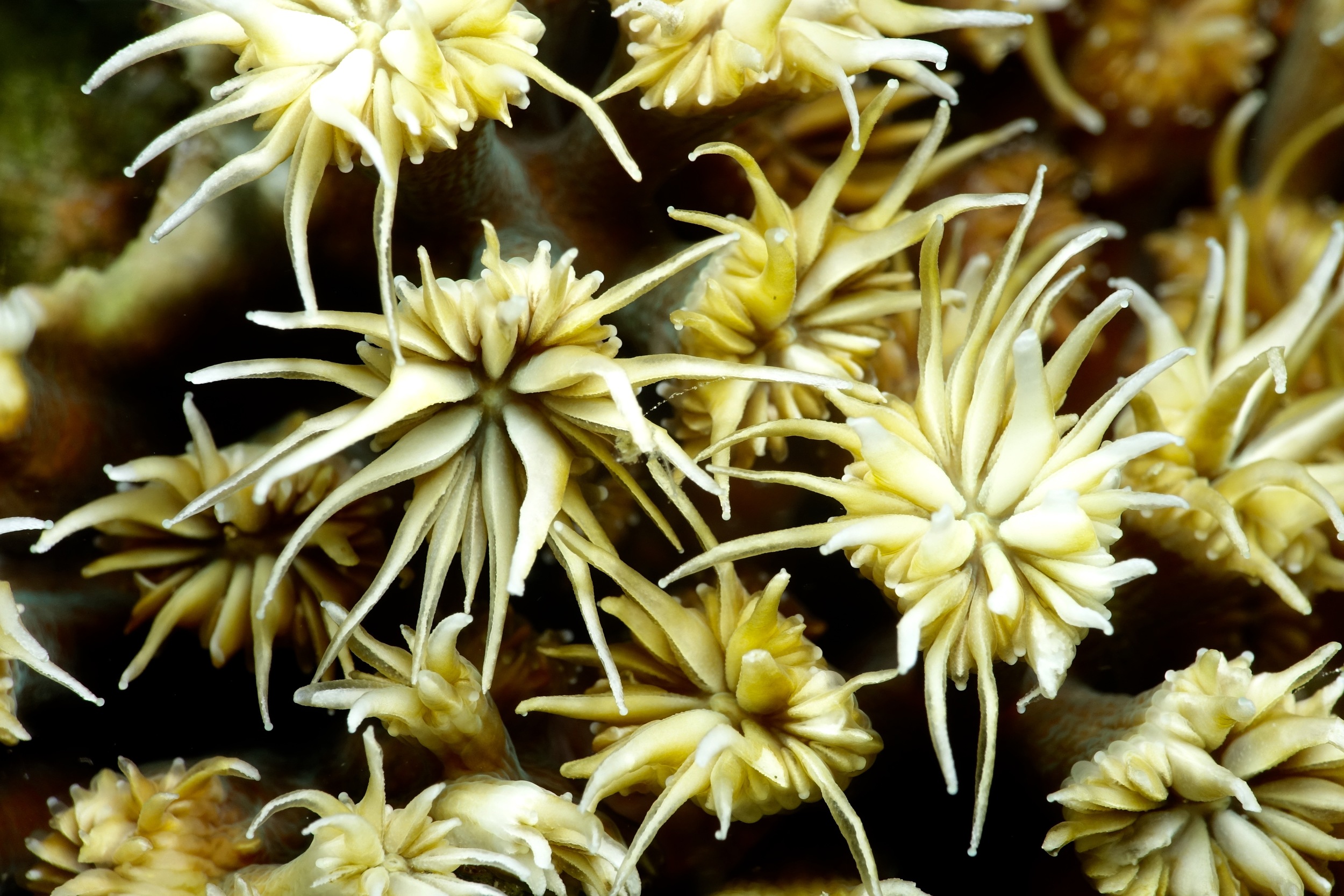 Galaxy from the Coral Triangle - Banda Sea