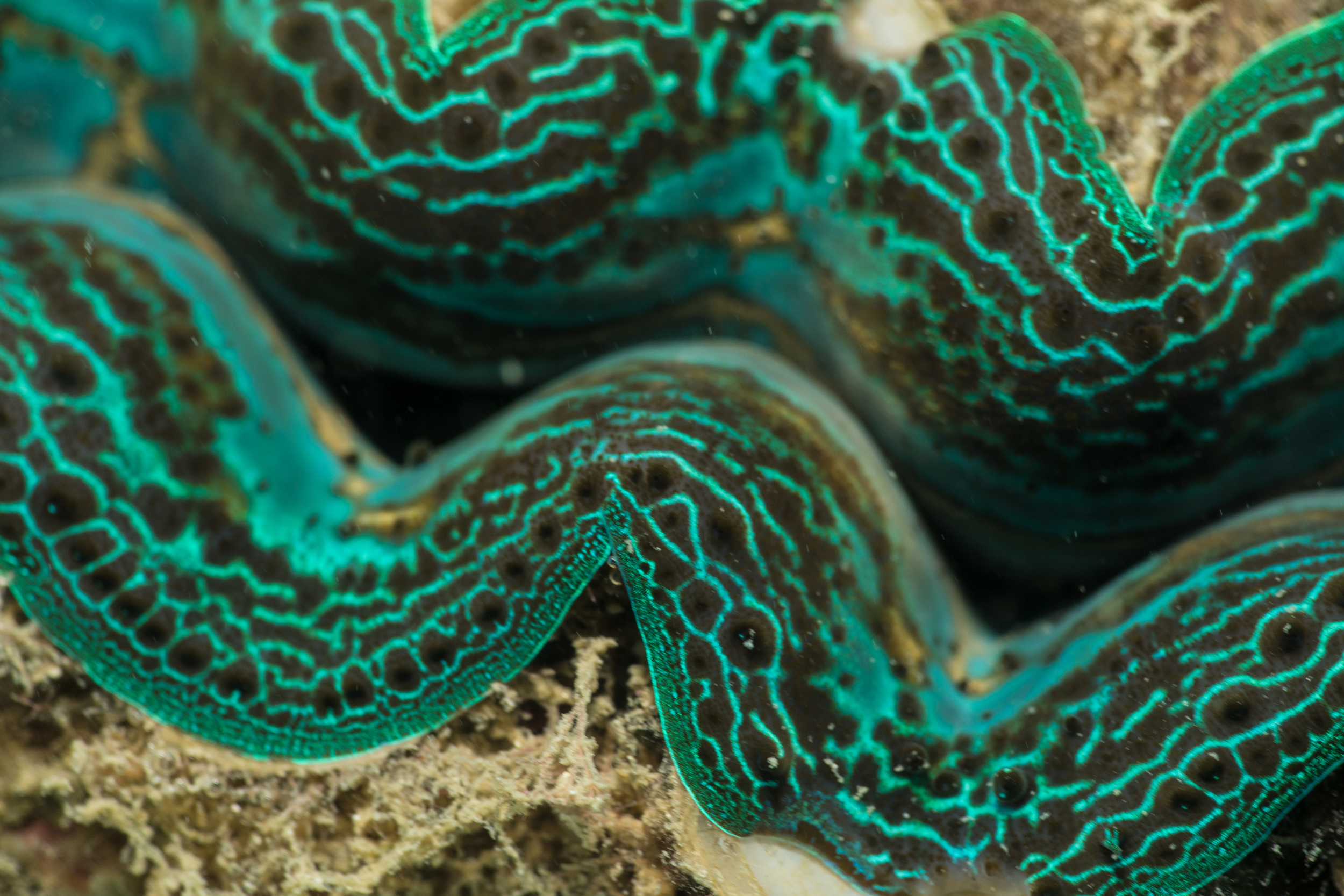Reef Society Low Isles 160101-10Clam.jpg
