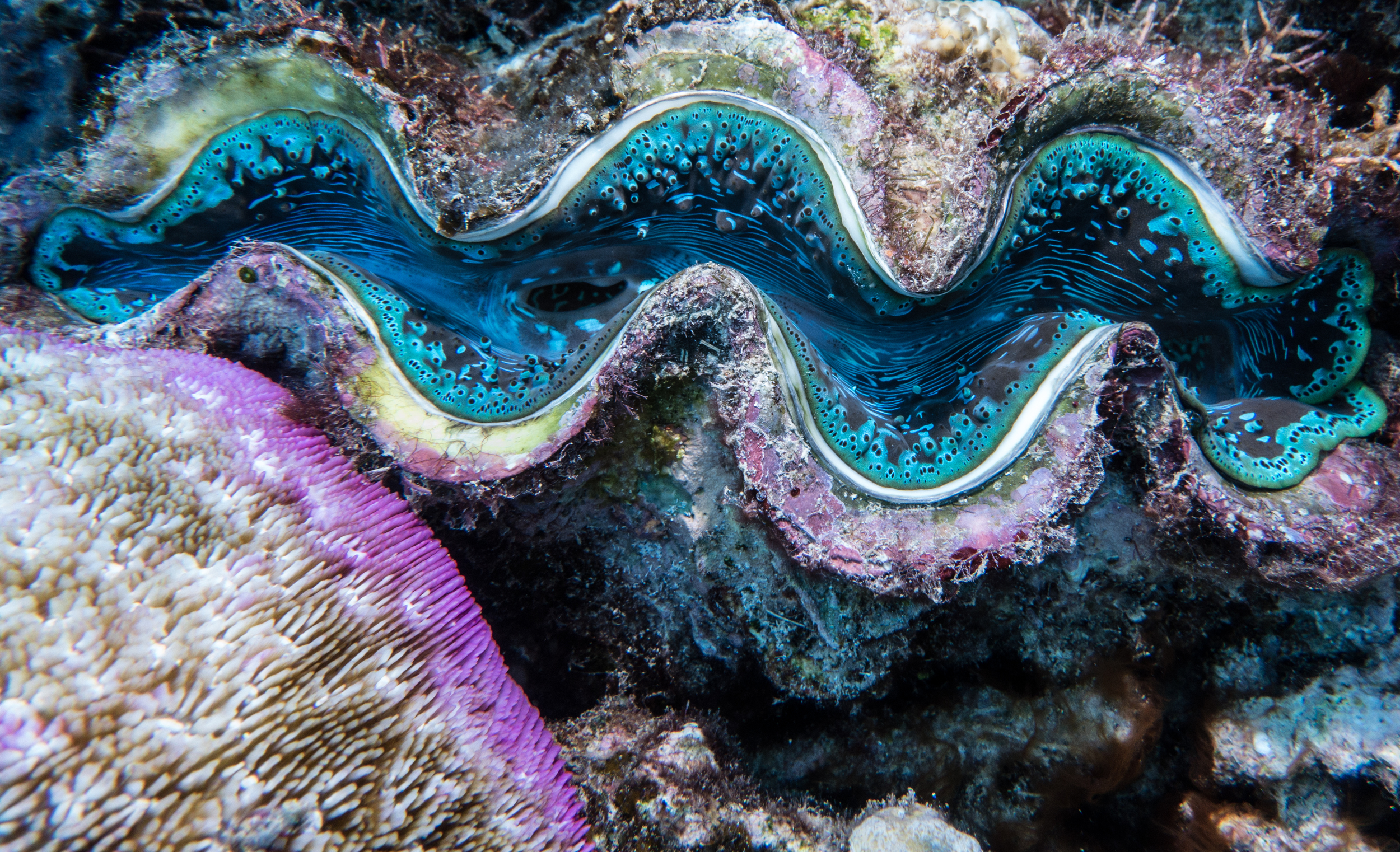 Reef Society-151214-Opal Reef-Bahama-194.jpg