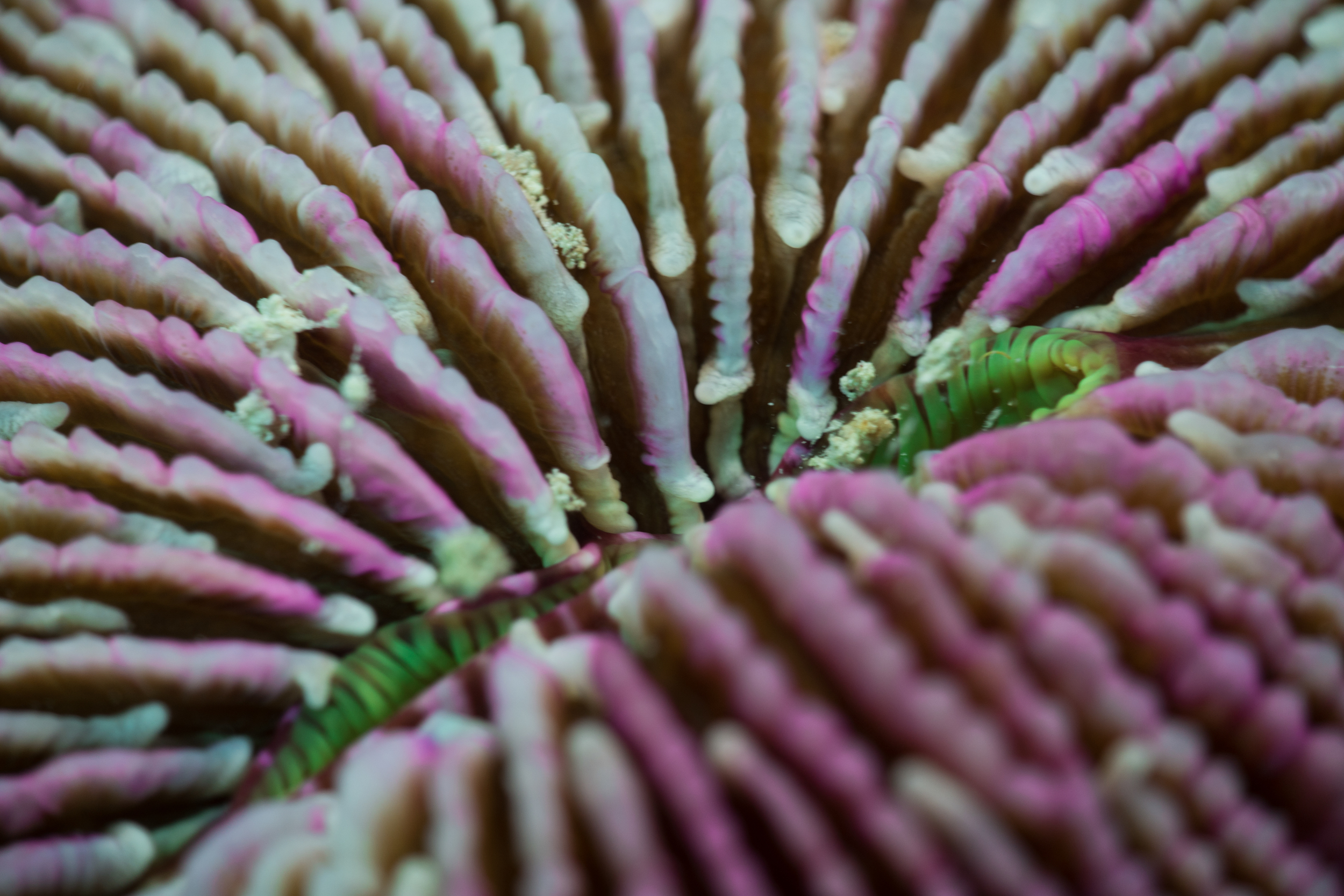 20150803untitledMonsoon Chinaman & 1st Sister35.jpg