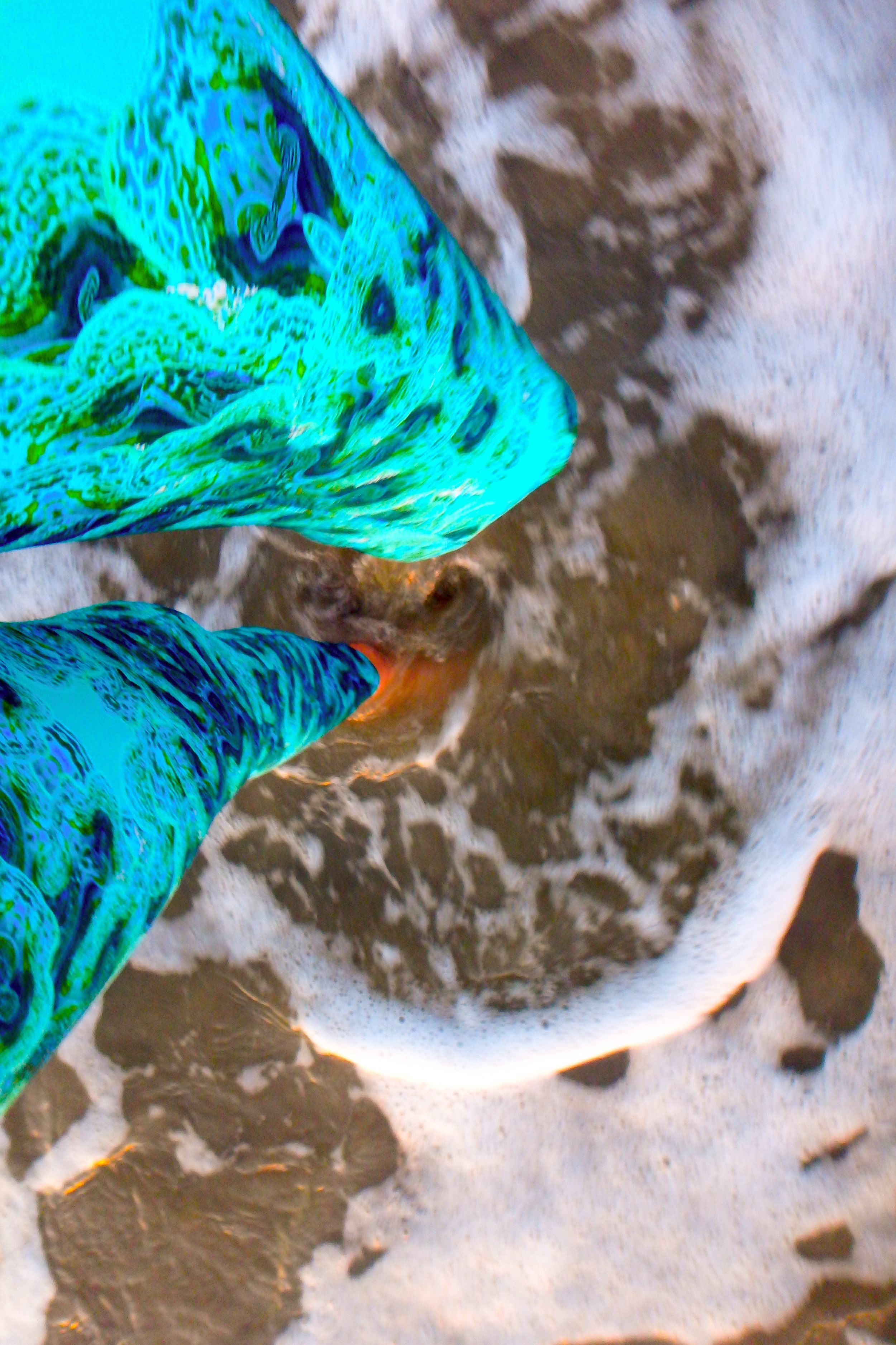 6Reef Society Copyright Clam Leggings.jpg