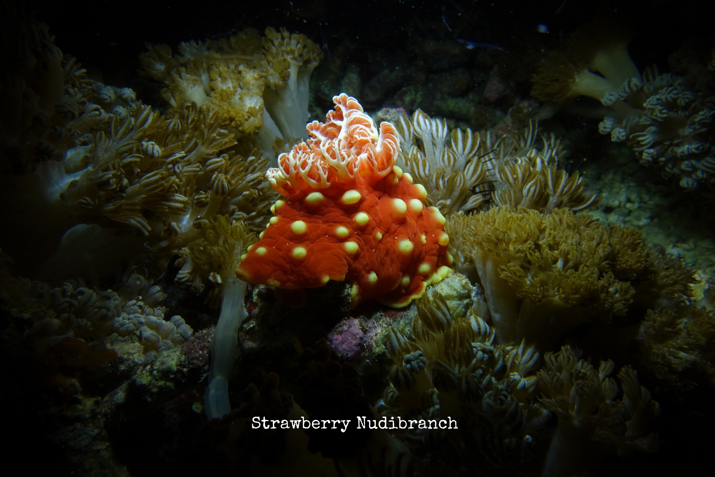 Strawberry Nudibranch
