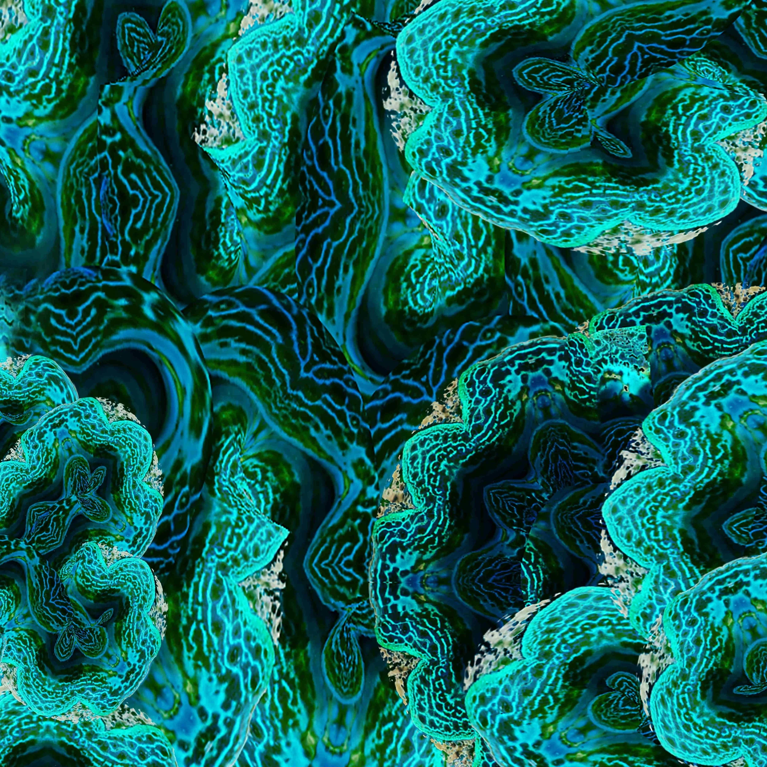 Clam Colours Collection