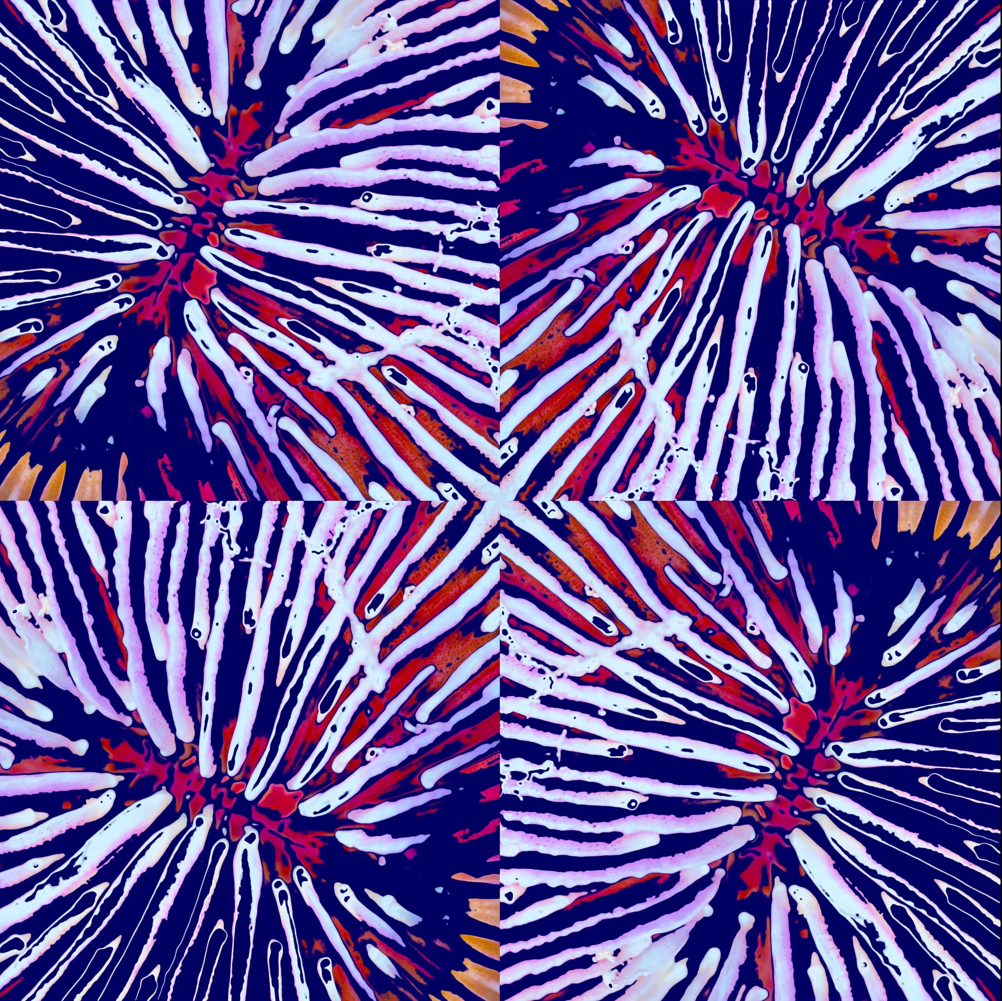 Mushroom Coral Collection