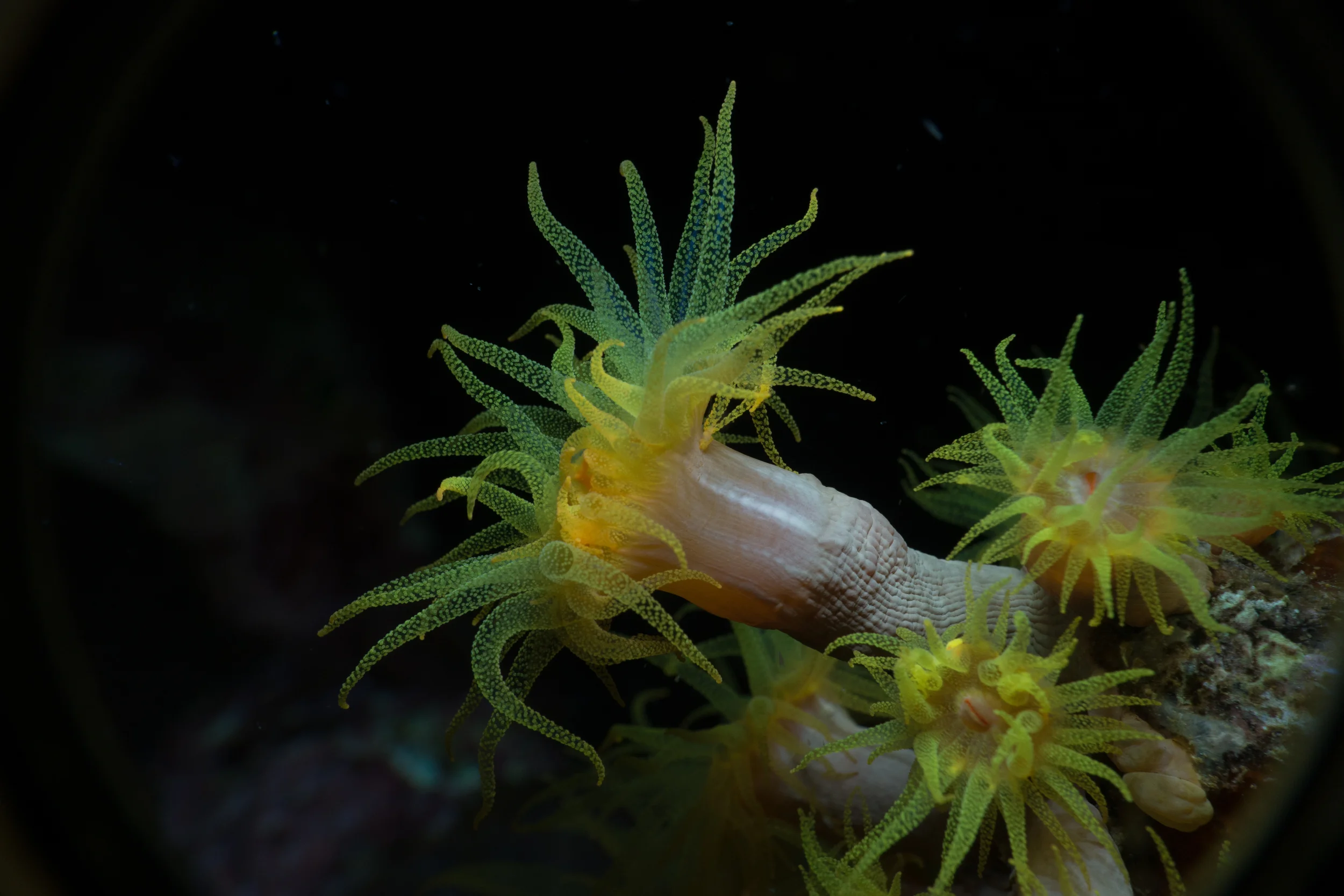 Reef Society-160502-Banda Sea-P Teluk Teun-240.jpg