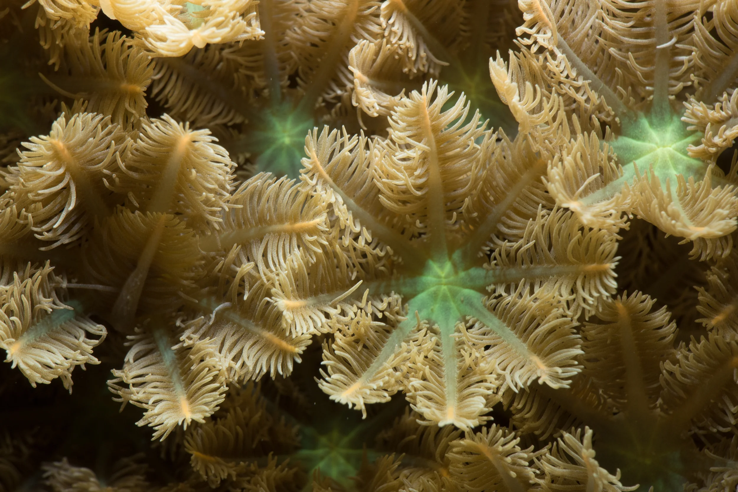 Reef Society-160504-Coral Reef- -10.jpg