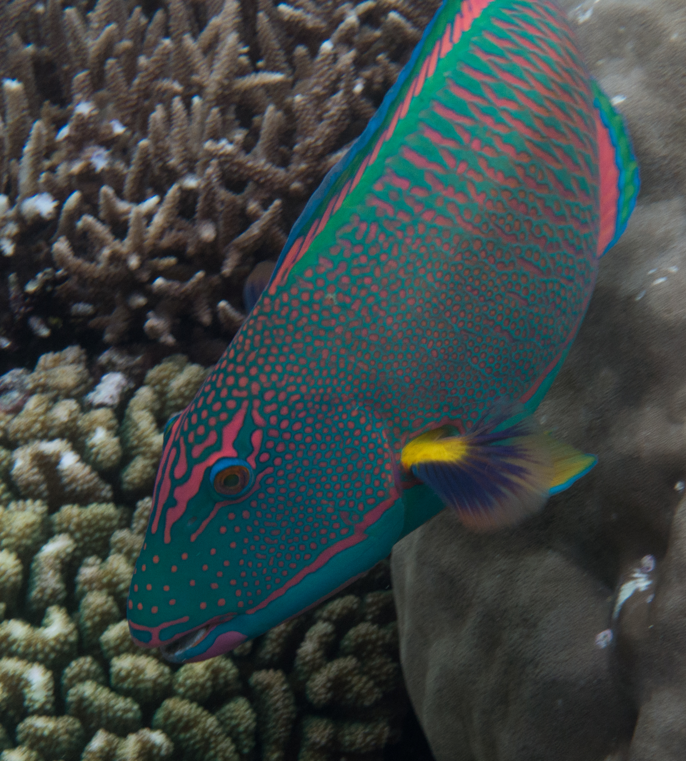 Reef Society-160622-Dreamtime-Opal Reef-216.jpg