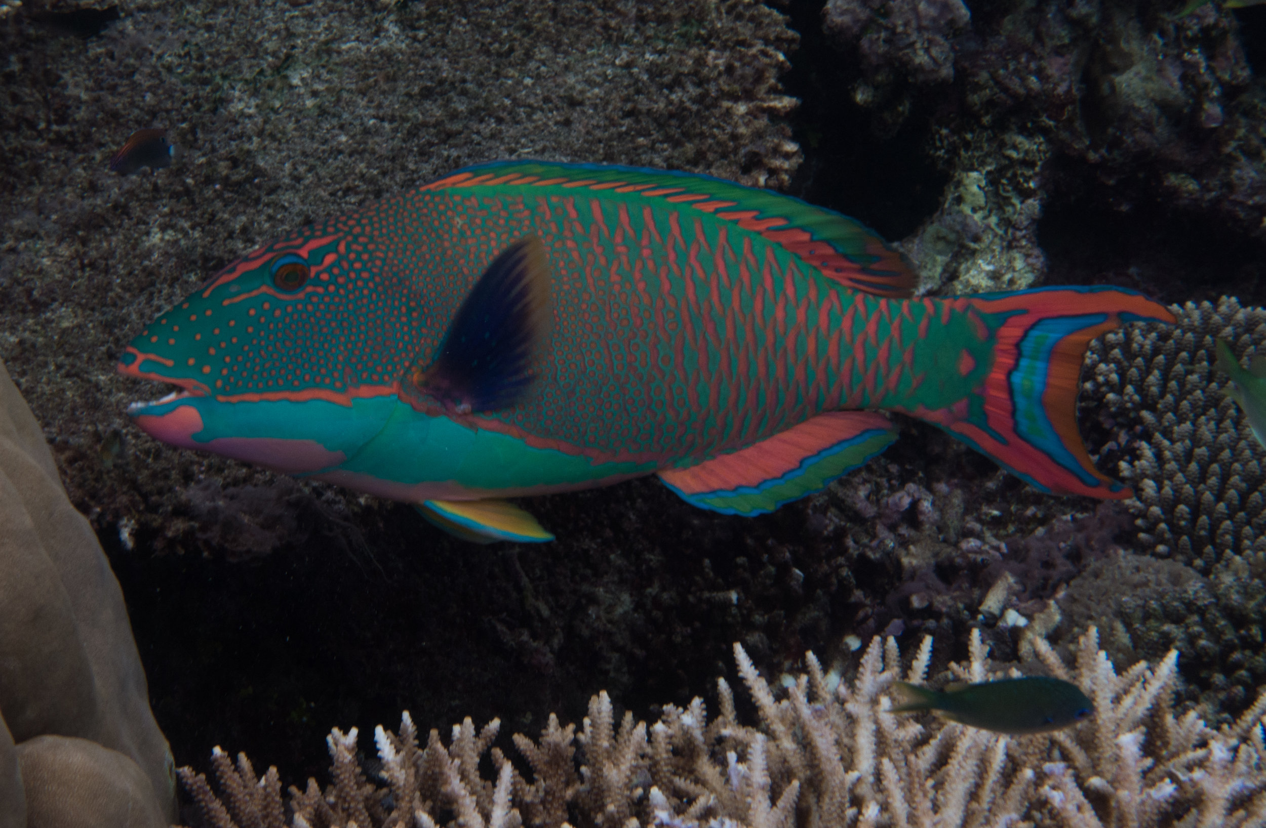 Reef Society-160622-Dreamtime-Opal Reef-221.jpg