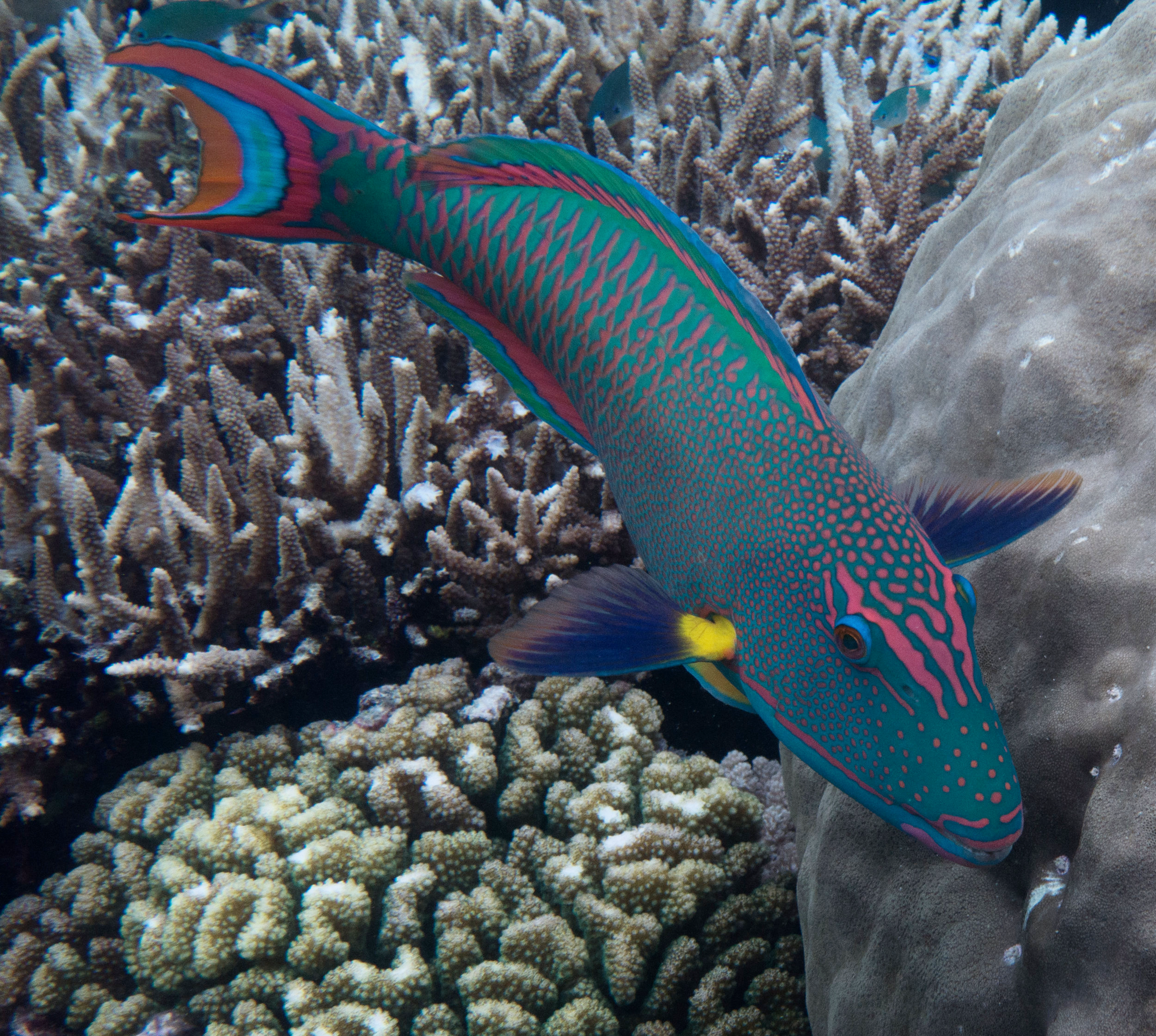 Reef Society-160622-Dreamtime-Opal Reef-217.jpg