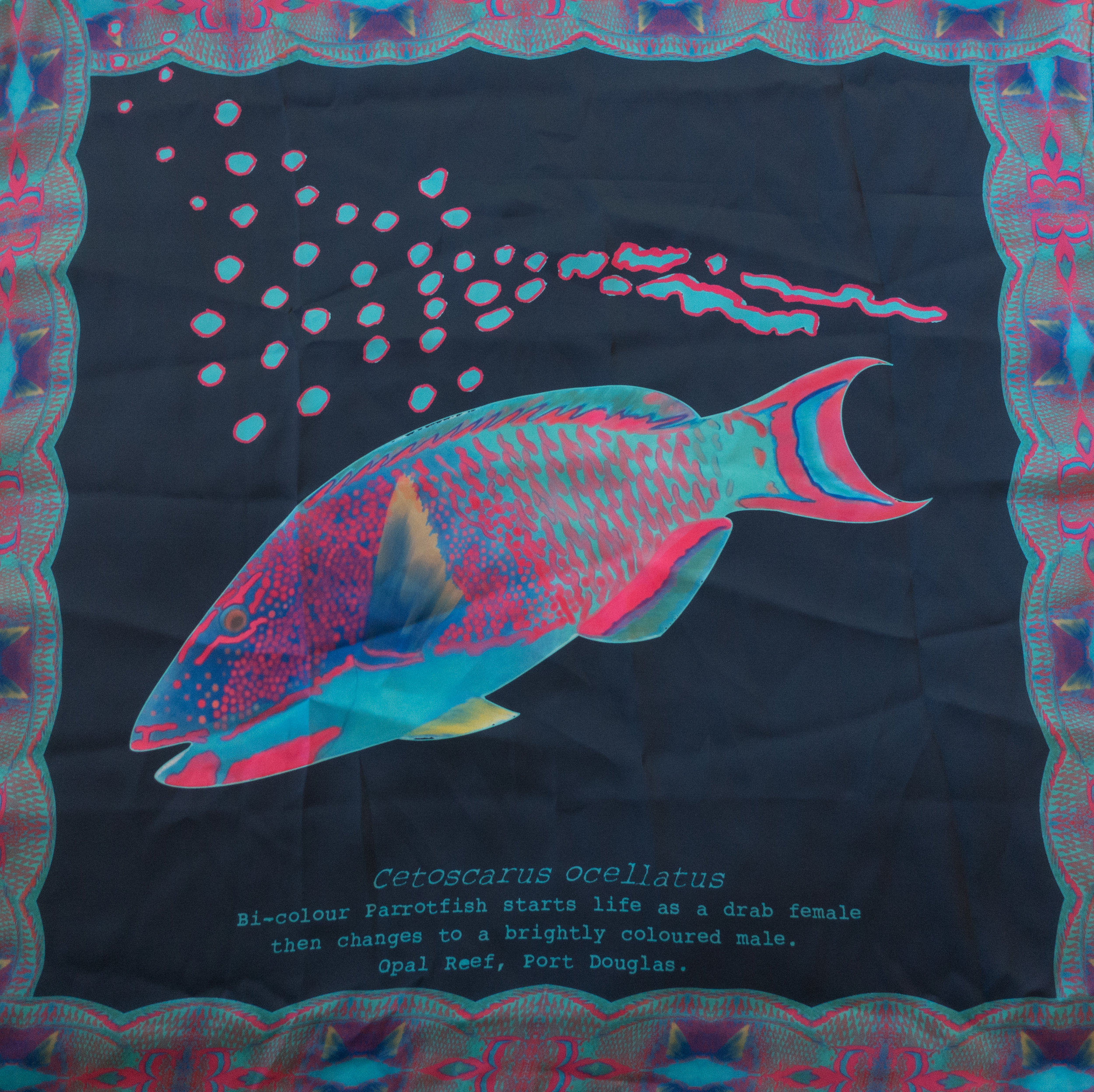 Reef Society Bicolour Parrotfish158.jpg