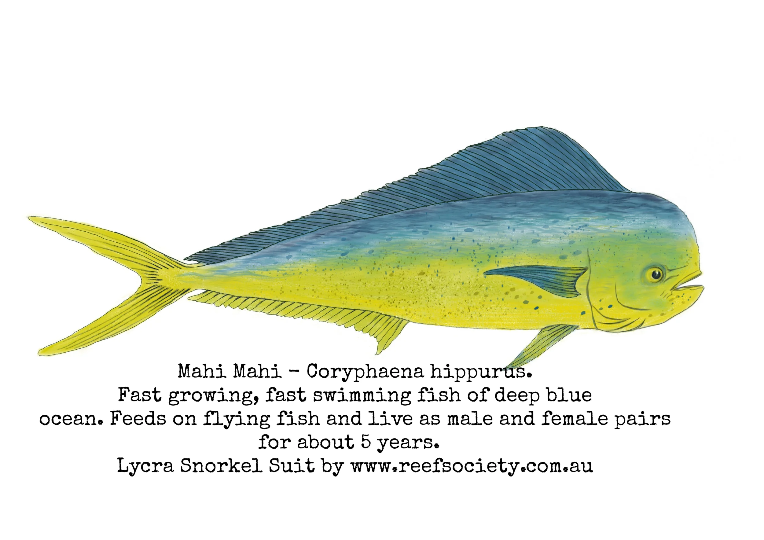 Mahi Mahi Drawing Updated 160613.JPG
