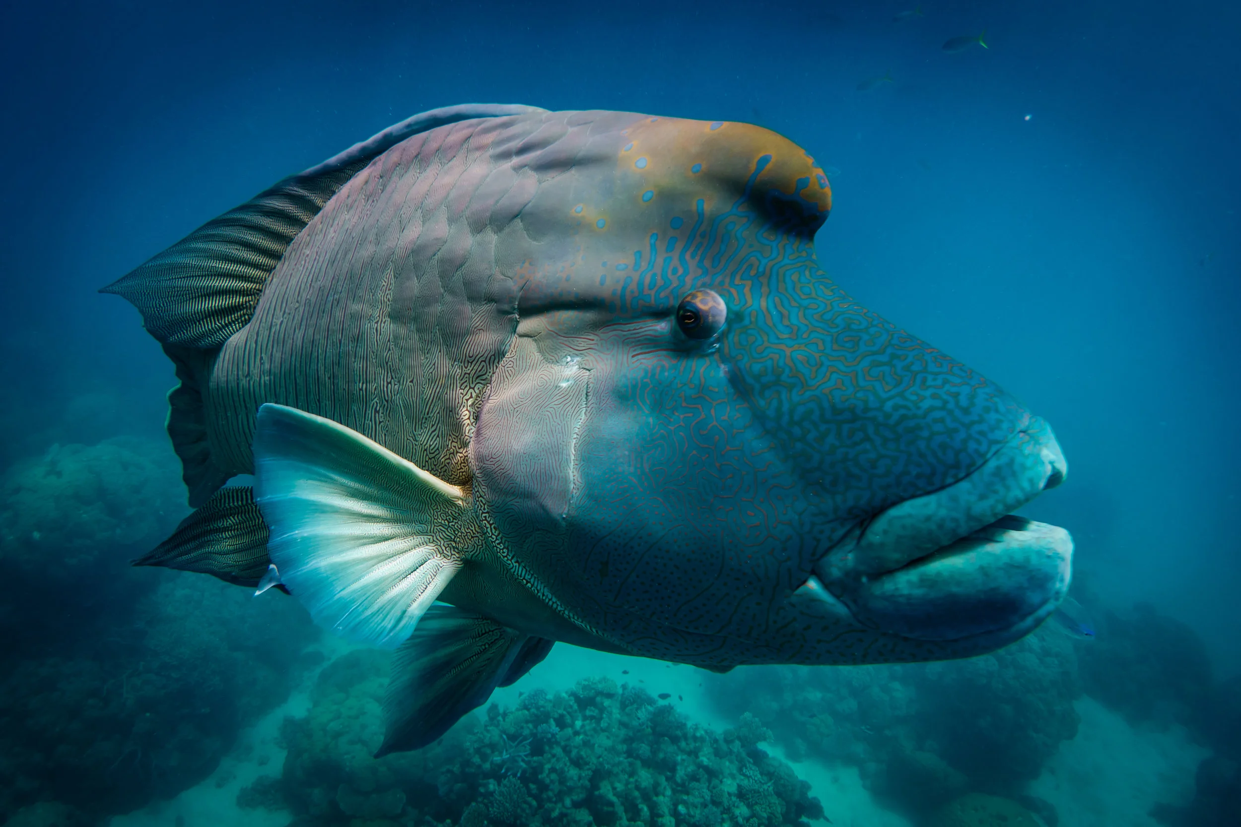 Maori Wrasse at Opal Reef-150.jpg