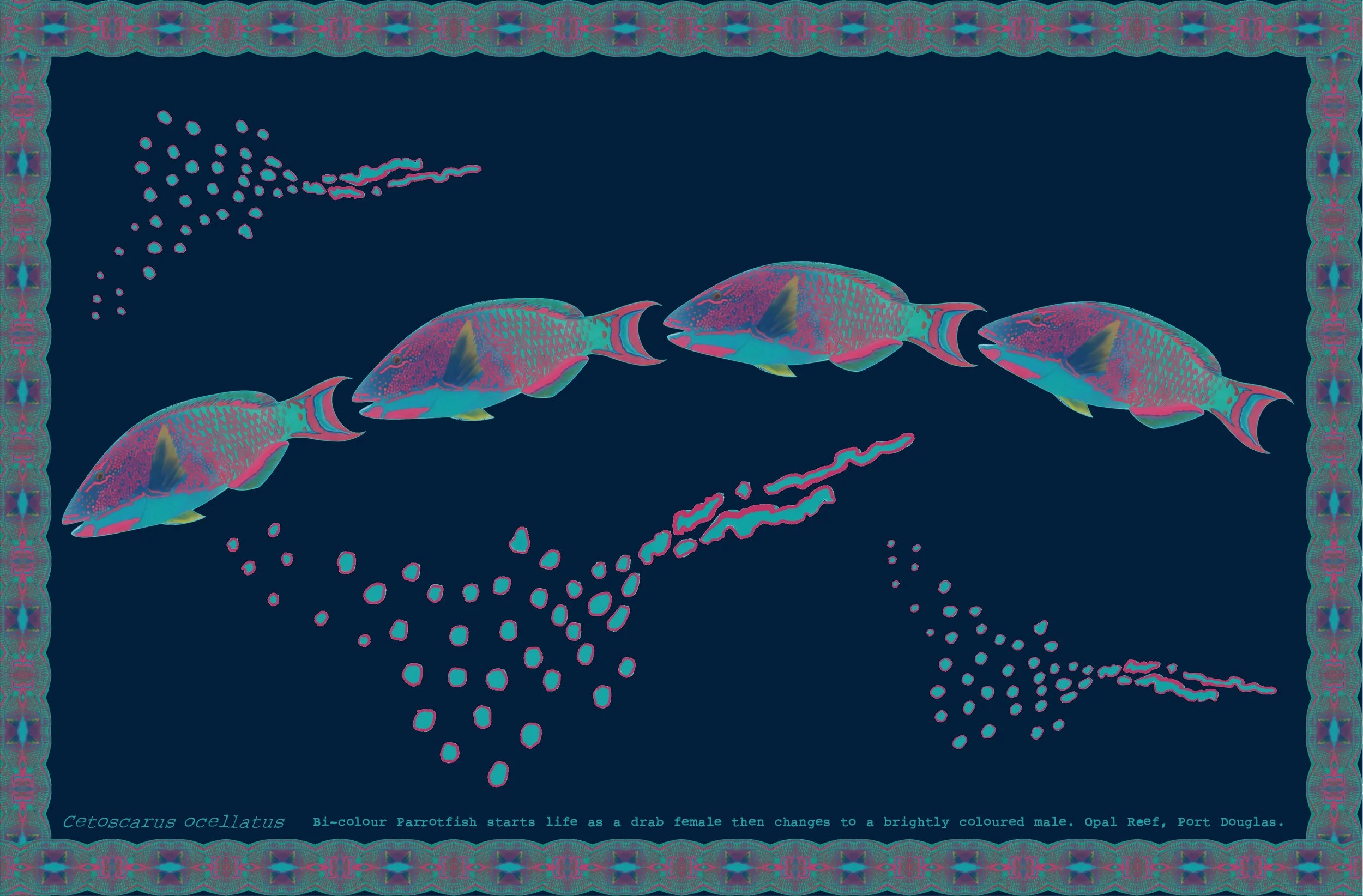 Parrotfish Sarong.JPG