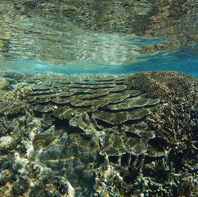 The reef is my church
A place where time and place and people cease
And pendulous drops of time hang, suspended.