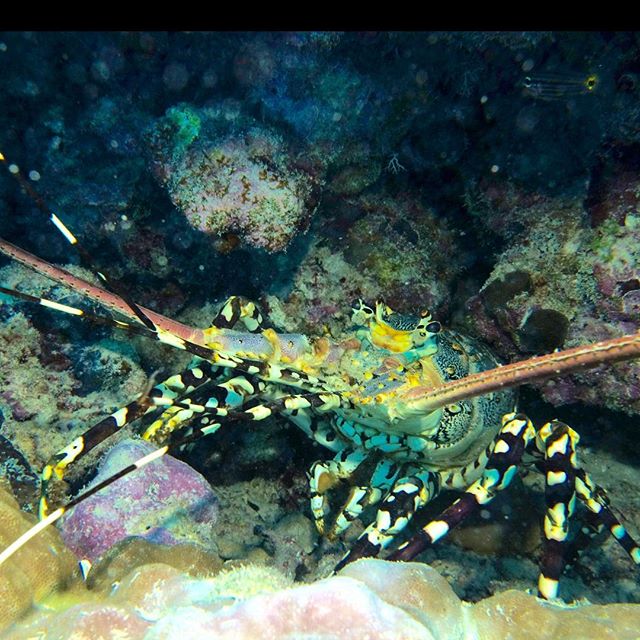A Painted Crayfish under a ledge at Nigel’s Bommie..... yes, he could have been dinner, but he’s just too important for the reef, and isn’t it great Lizard Island is completely protected!