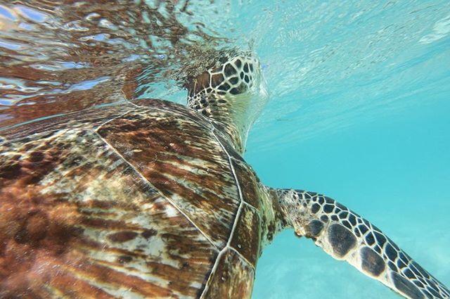 Lizard Island Expedition Day 4 - up close and personal with young Green Turtles as they feed on sea grass in shallow sandy waters of the bay.
