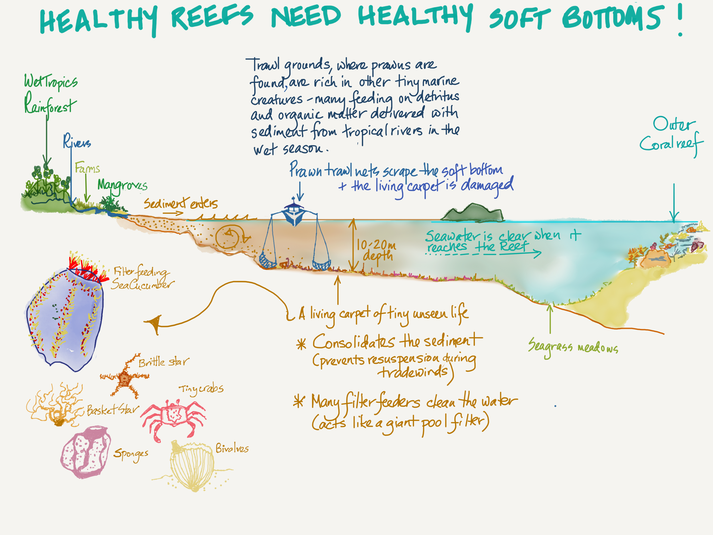 The living carpet of tiny marine creatures that are on the soft bottom between the coast and the mid shelf reefs are important to consolidate the sediment and stop it being resuspended, and also to act as a giant “pool filter” for sediment laden water coming out of our tropical rivers.
