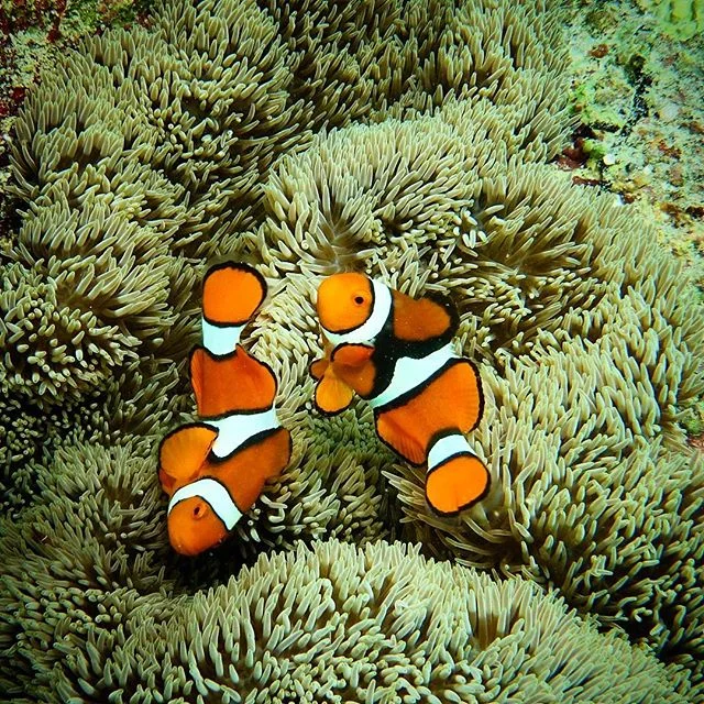 Yin and Yang - Christmas at Nemo’s place. 🐠🐬🐟🎄