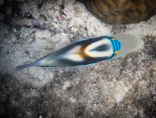 Perfect symmetry of a shy Hawaiian Triggerfish darting amongst coral at Lizard Island, Great Barrier Reef.
