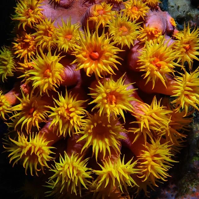 Sunshine underwater. 🌼🌞🌻🌞Daisy Coral at night with yellow polyps expanded to trap passing plankton has to make you smile.