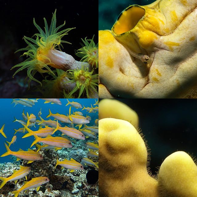 World Reef Day🐠🐬🐟❤️ Today of all days, put down the iPhone and get out into nature. Everything is connected in the marvellous web of life.