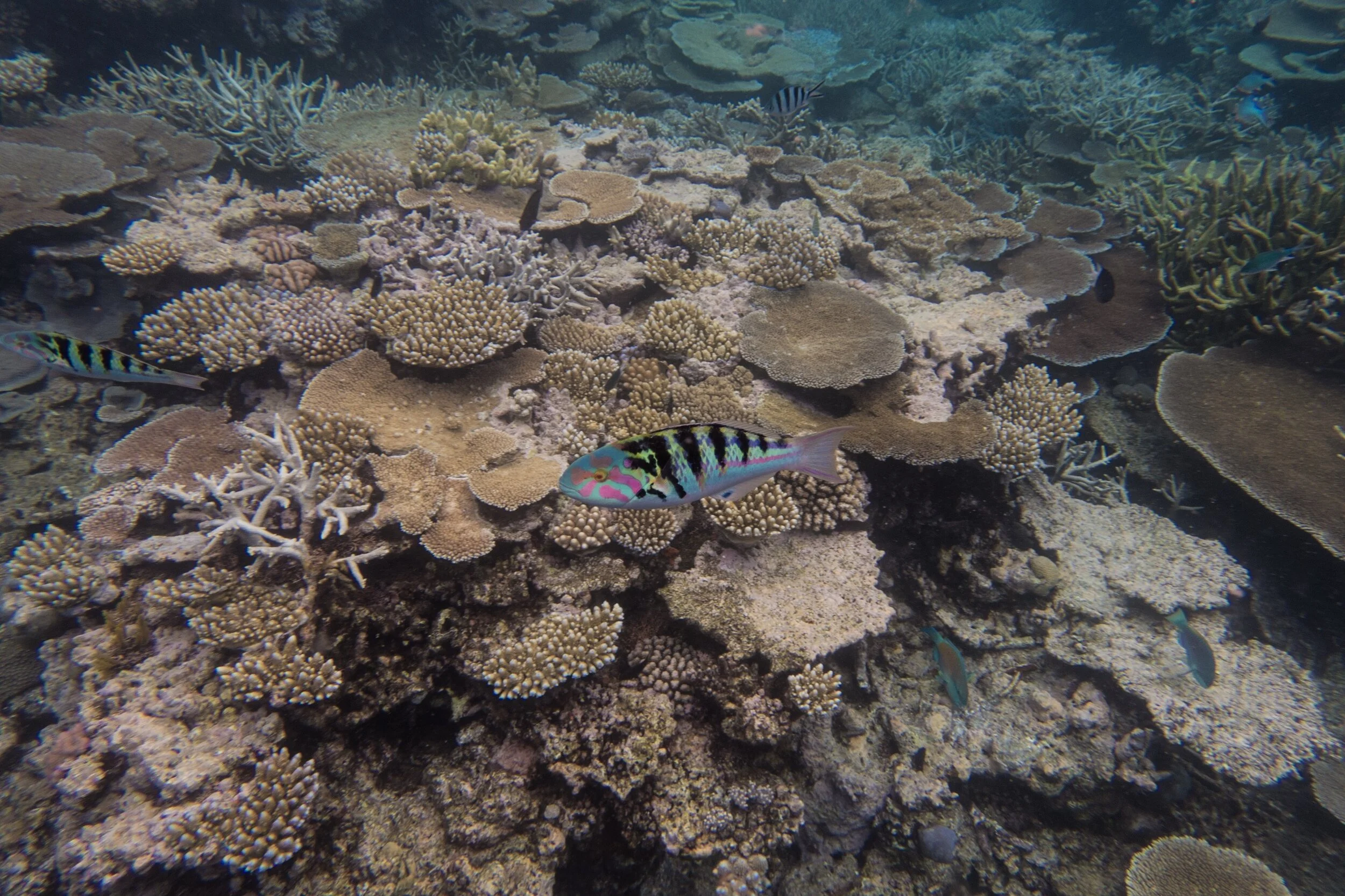 Reef Society-151214-Opal Reef-Bahama-212.jpg