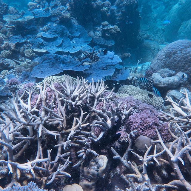 Out exploring one of my favourite spots that I&rsquo;ve been visiting for more than 30 years. When I put my head underwater, I feel like Alice in a marvellous new world. 🐟🦀🧜🏾&zwj;♀️
