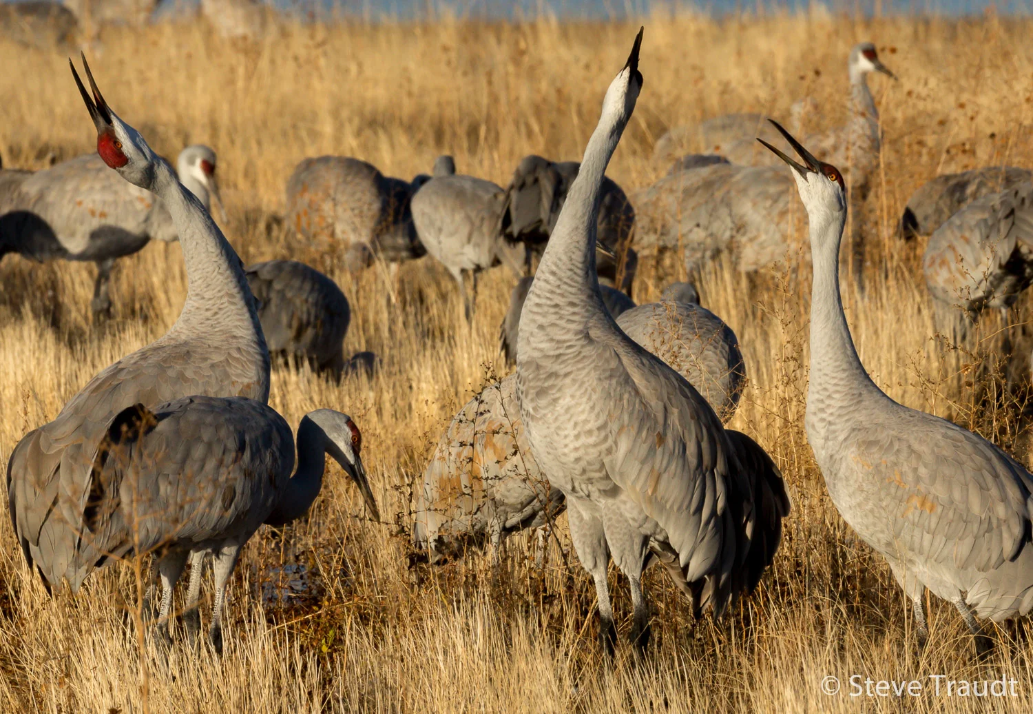 Birds-5.jpg