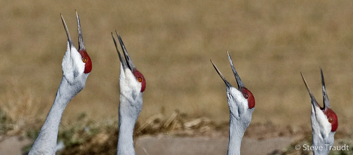 Birds-11.jpg