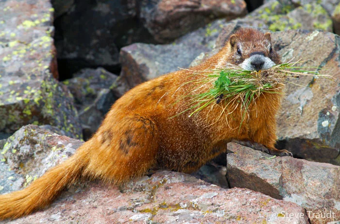 Marmot Lunch