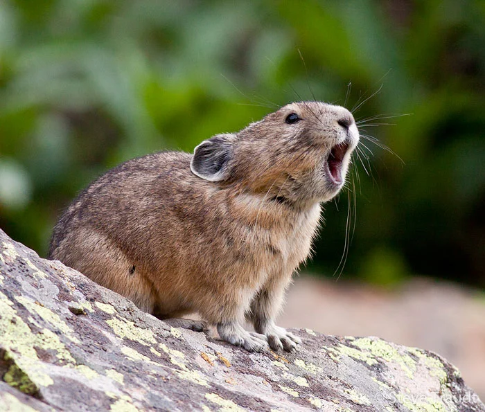 Pika Yell
