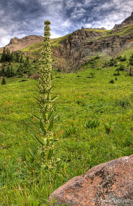 Monument Plant