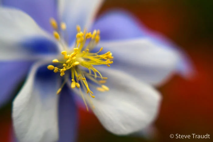 Columbine Detail