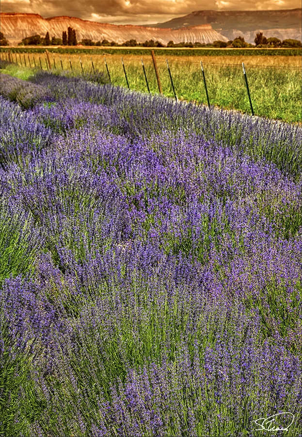 Lavender at Sunset insert.jpg