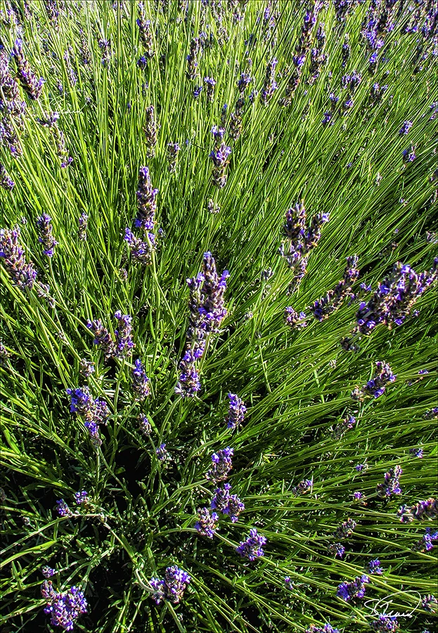Lavender Detail inset.jpg