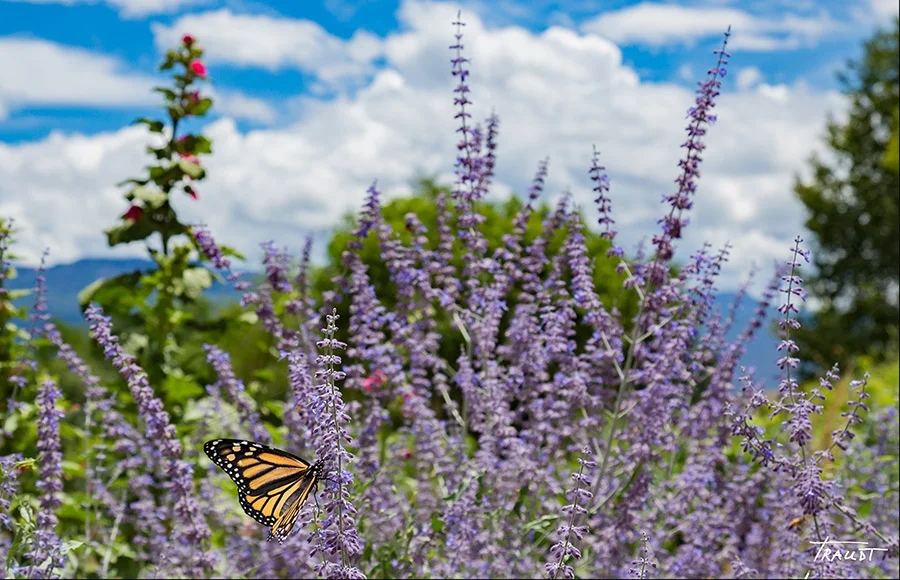 Lavender Monarch .jpg