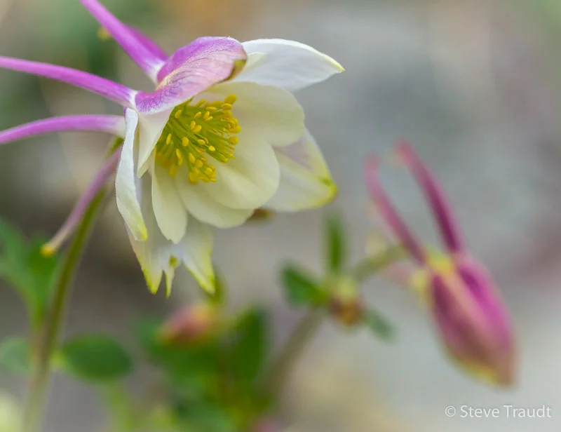 Columbine