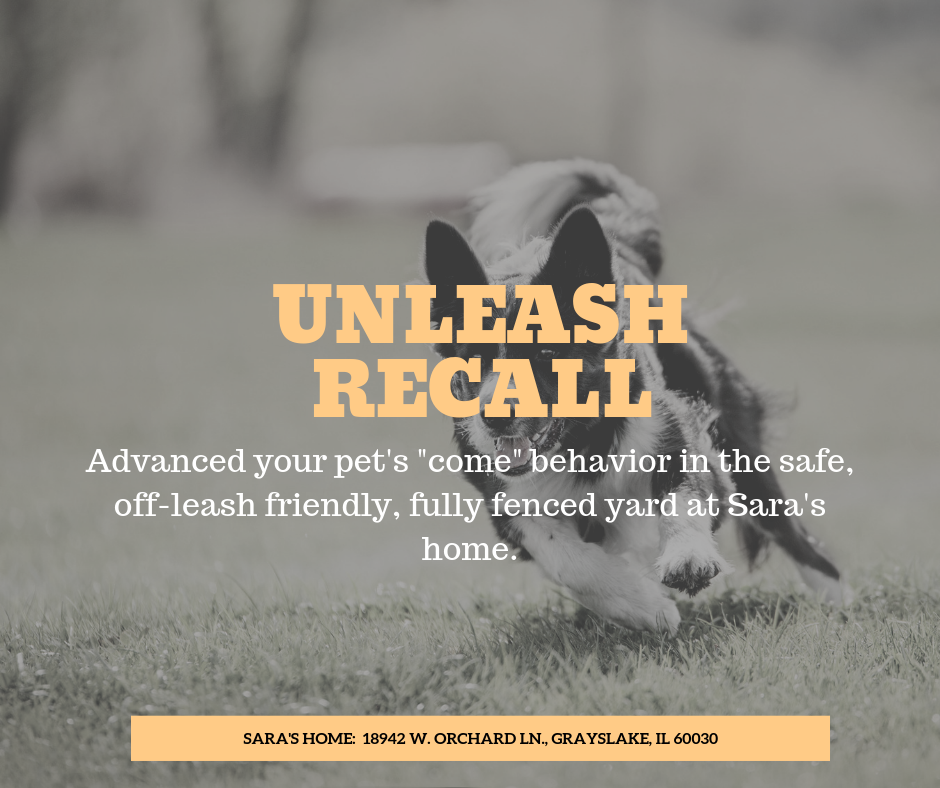 Copy of Loose leash walking class-31.png
