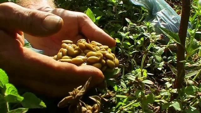 Wild Kopi Jawa: 170 years of lost coffee tradition re-discovered