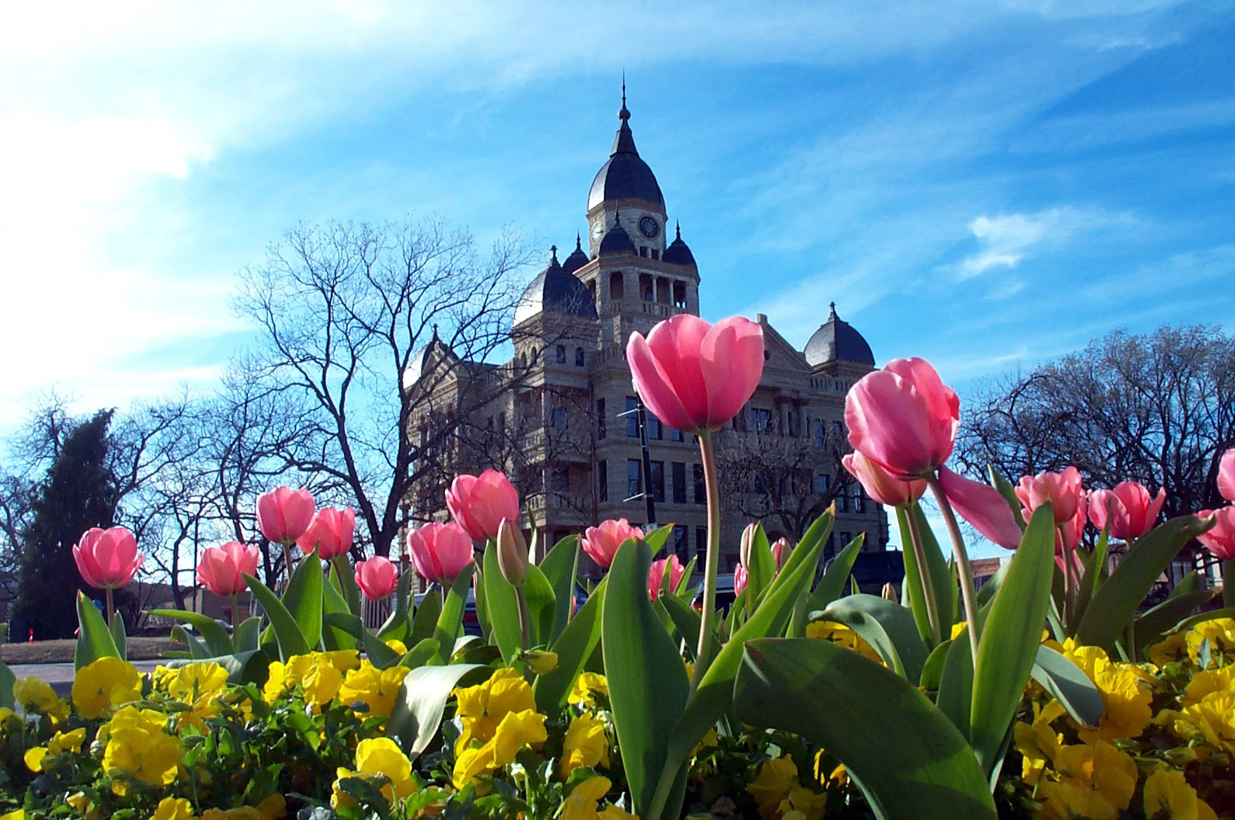 Denton Courthouse Tulips by Christine Gosset