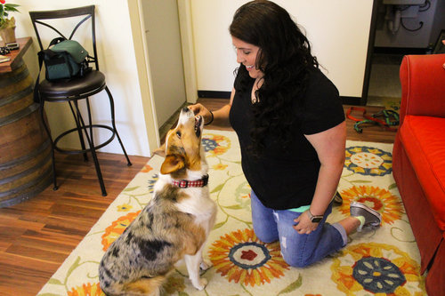a picture of a woman feeding her corgi a treat