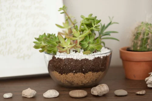 a picture of a terrarium and some rocks