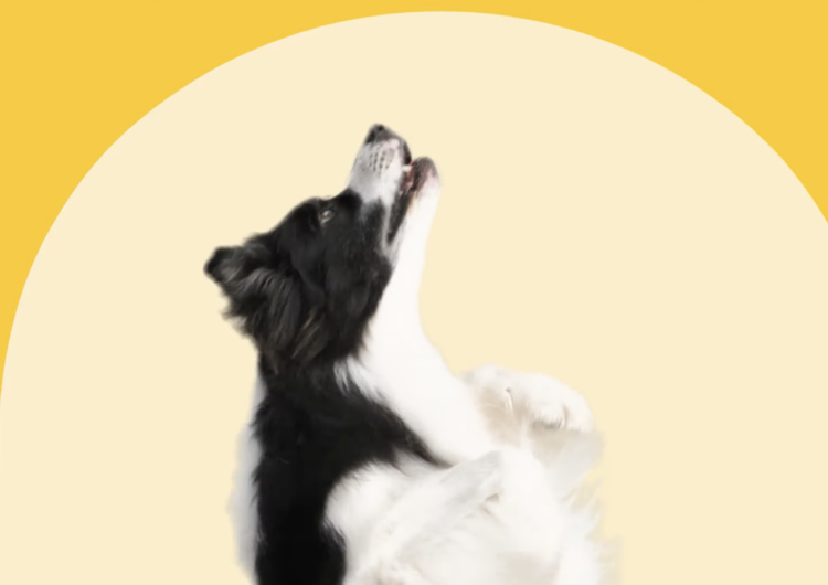 Hale Animal Health — The Goat Farm - Creative Advertising Agency Hale Animal Health — The Goat Farm - Creative Advertising Agency