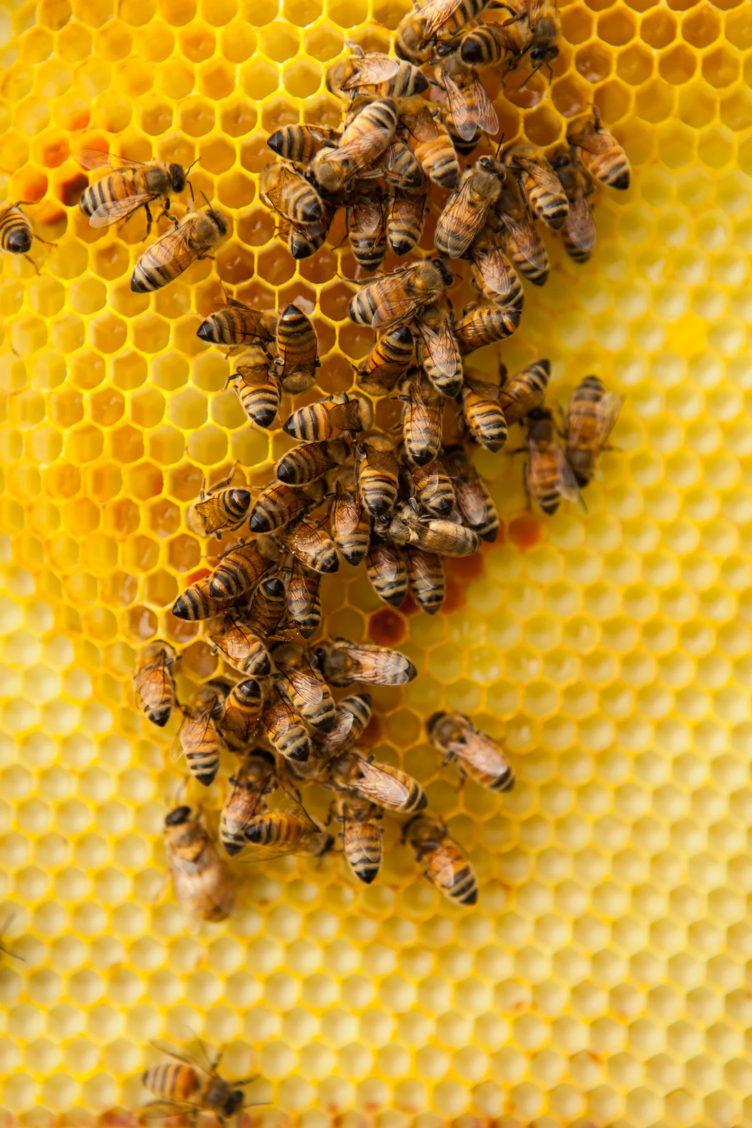 Honeybees