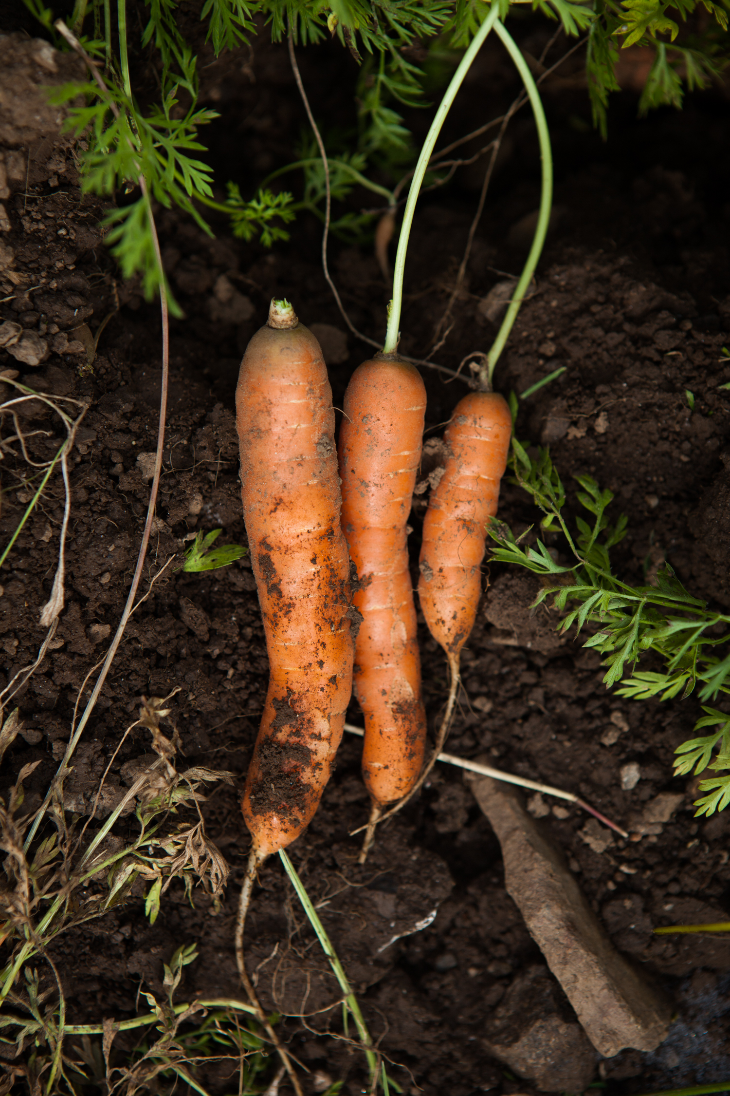 Freshly harvested carrots