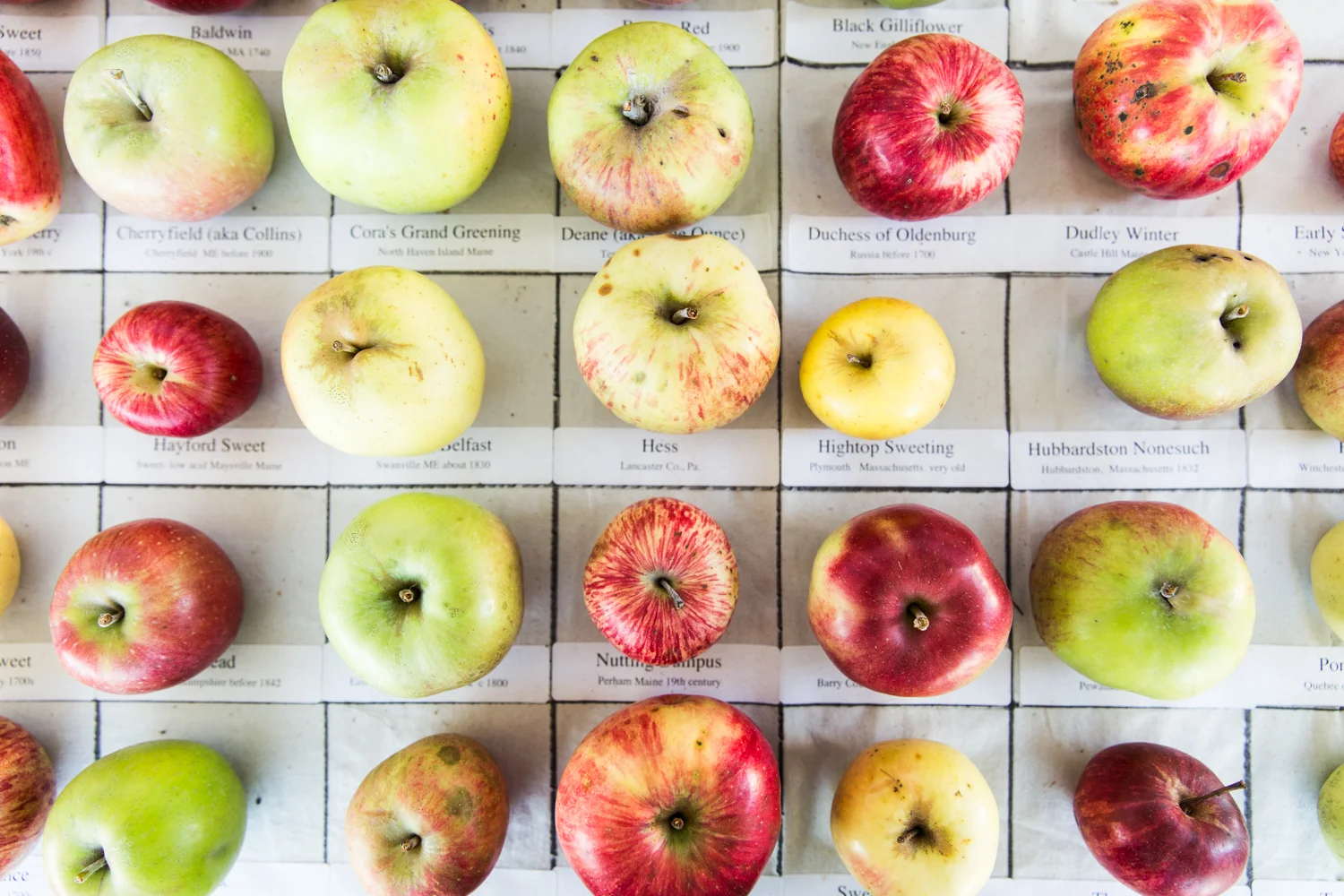 GRybus-Blog-MFT-Apples-6033.jpg