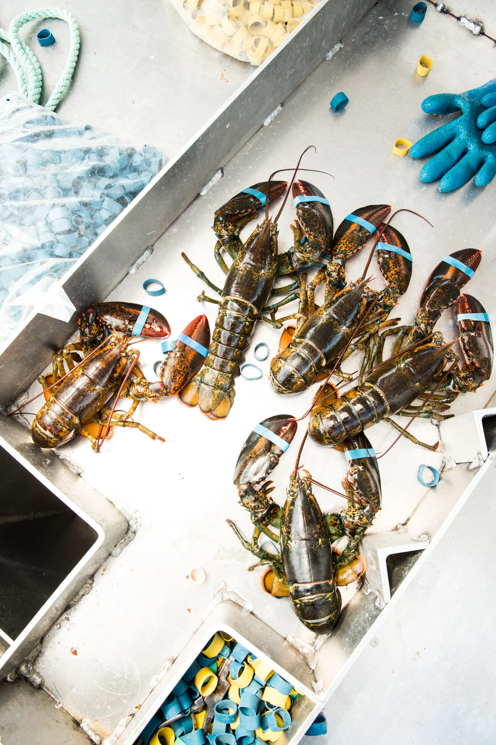 Lobster fishing, Maine.