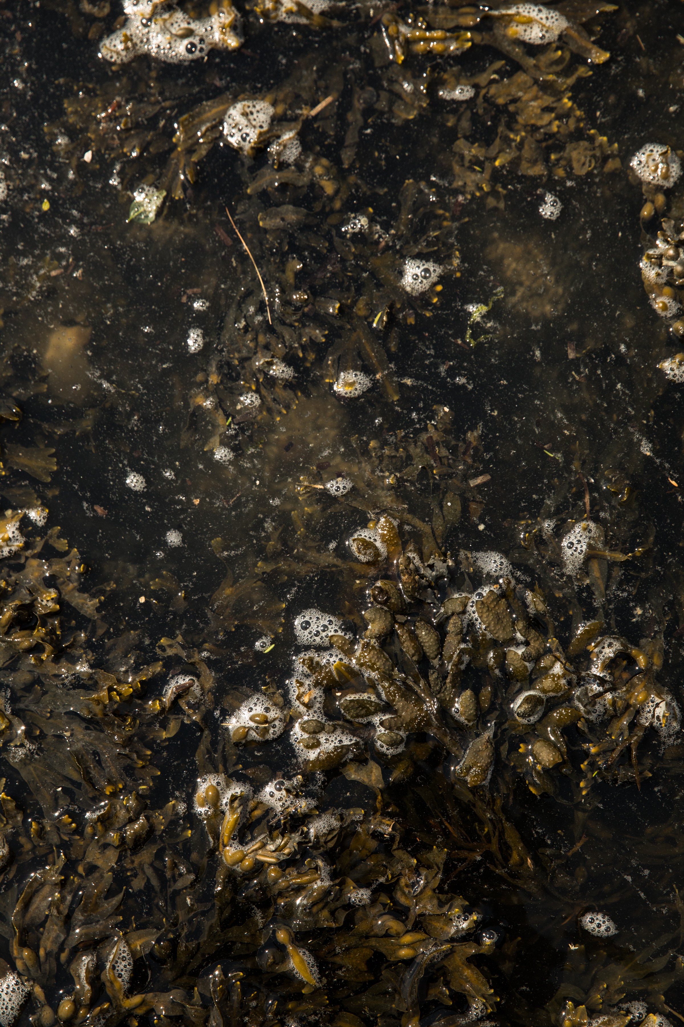 GRybus-Blog-Seaweed-9942.jpg